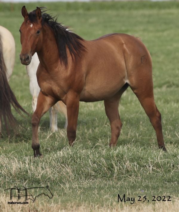 Smokin Rose MA's 2020 Dun Filly